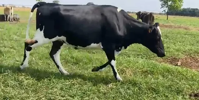 Vacas e Novilhas Leiteiras, Girolandas e Jersey valor comercial 
