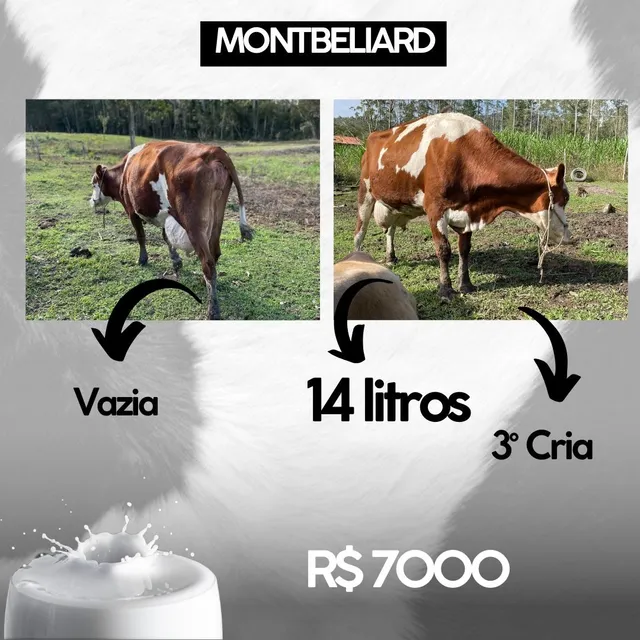 Vacas leiteiras