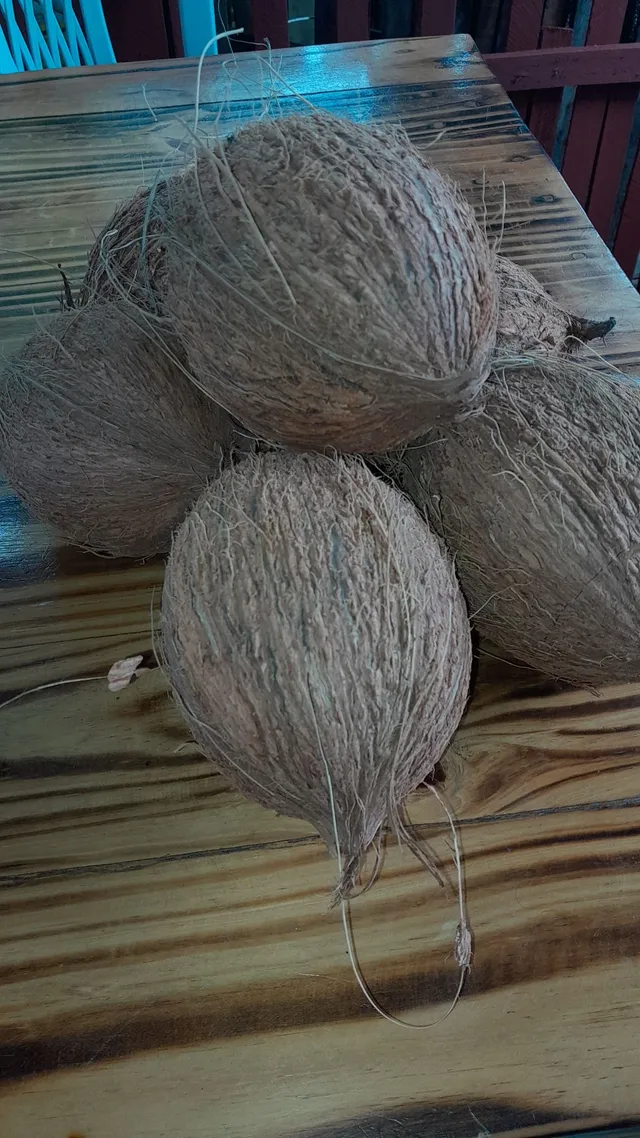 Vendo coco 2,00