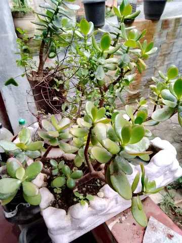 Plantas