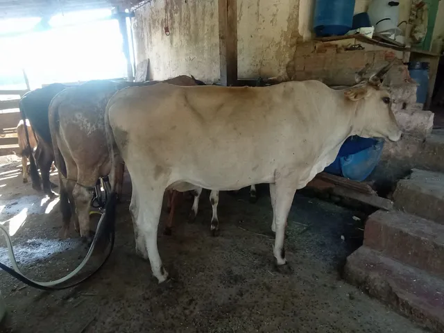 Vaca 