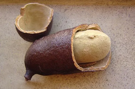 Jatobá fruto 2.00 cada
