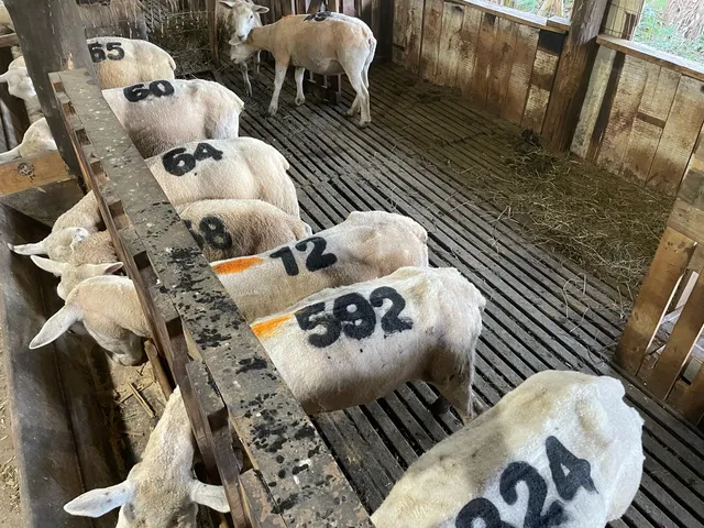 Ovelhas Borregas Texel PO