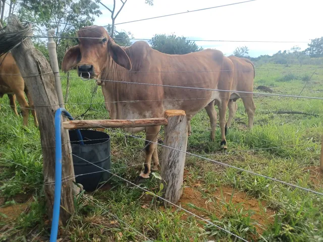 Vendo 2 vacas 