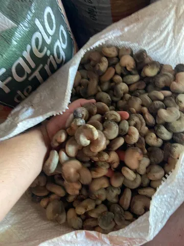 Castanha de caju com casca. 