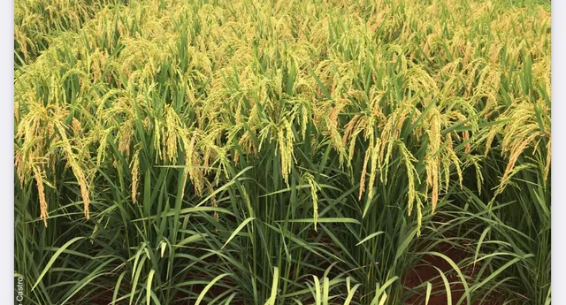 Semente de Arroz Brs 502 