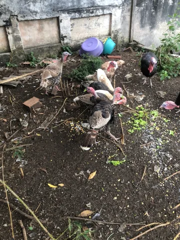 Vendo Perus valor 100 reais cada