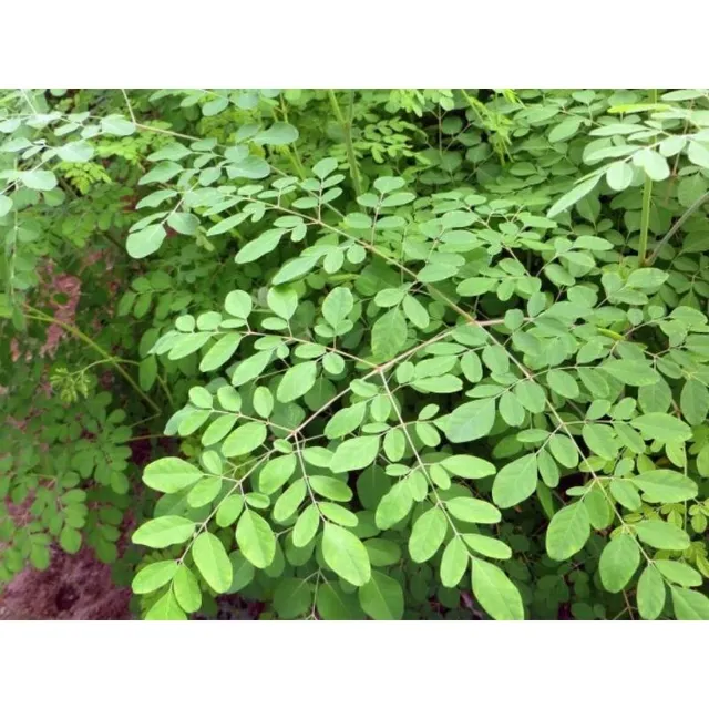 Mudas de Moringa Oleifera e Ora Pro Nobis 10.00 cada