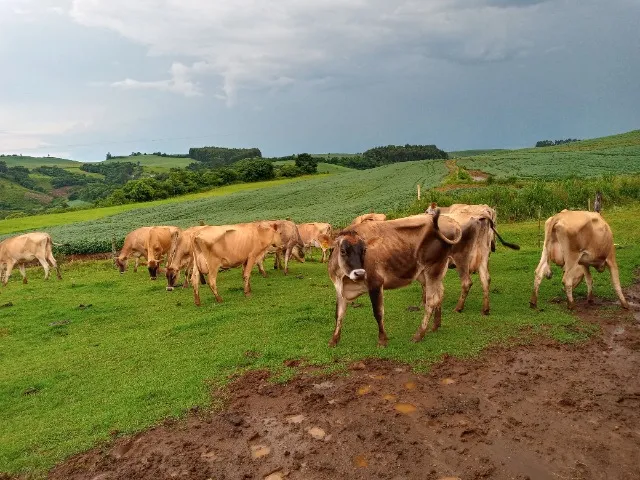 Vacas Jersey