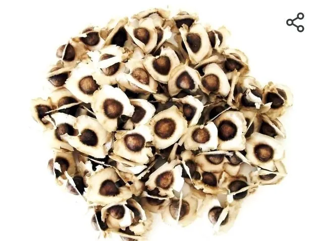 100 Sementes de Moringa oleifera 50.00