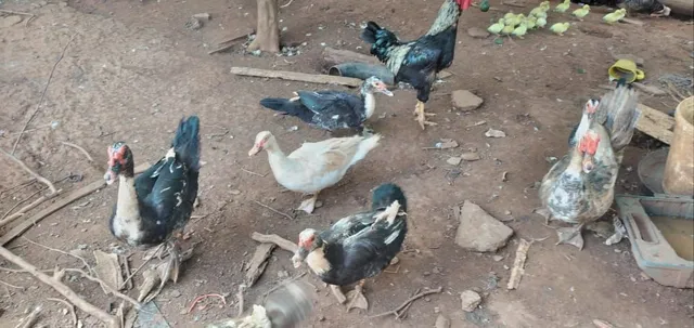 Patos e filhotes
