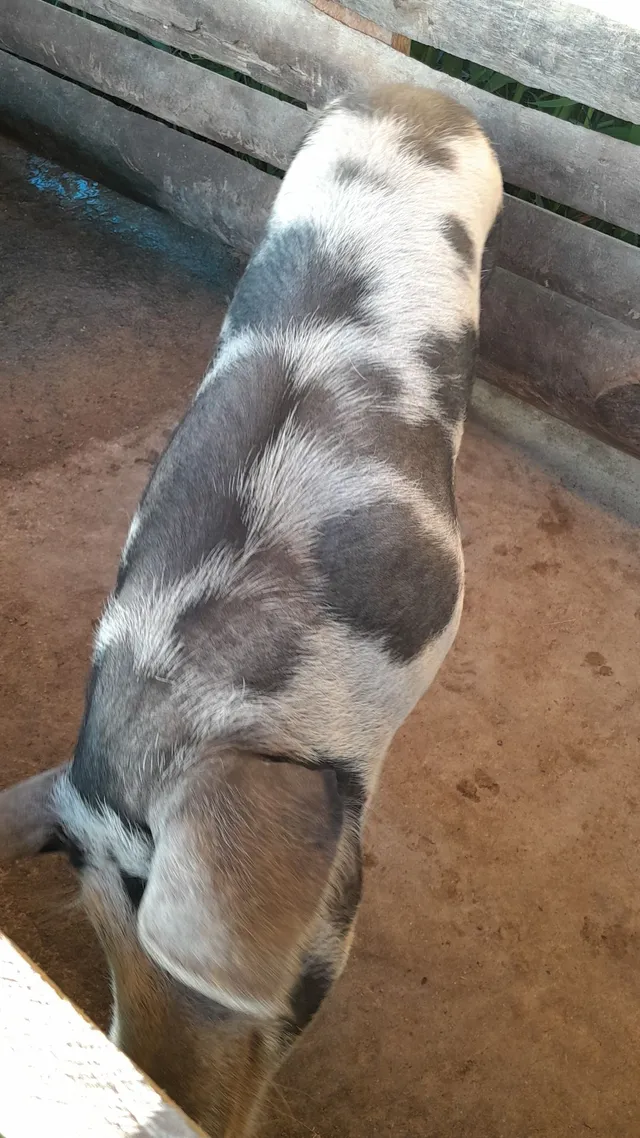 Vendo porca