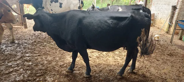 Vacas leiteiras prenhas a venda 