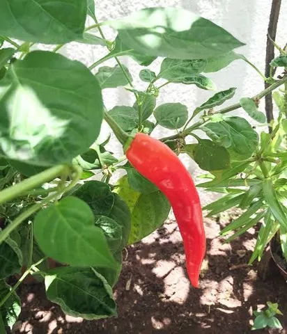 Pimenta dedo de moca