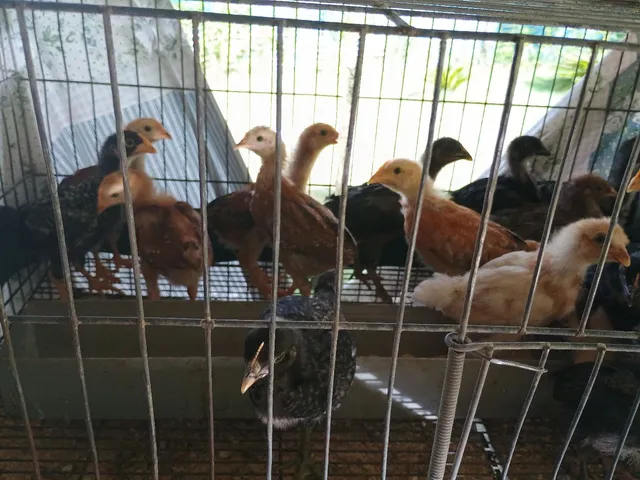 Pintinhos de 30 dias