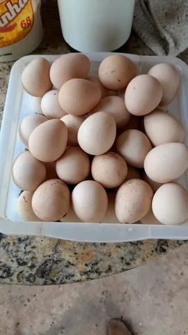 Ovo de Guiné 