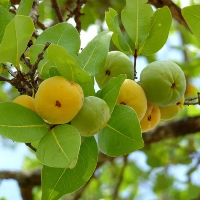 Muda de jambo amarelo - Raríssimo