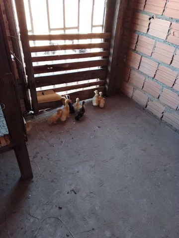 Patinhos