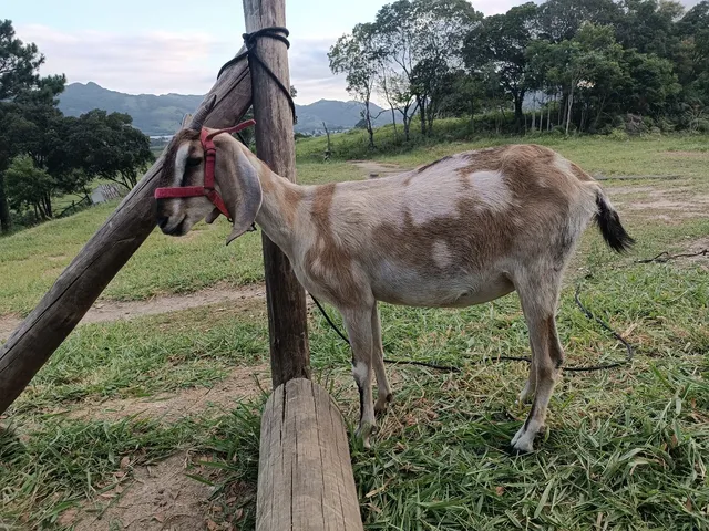 Cabra Anglo nubiana linda 