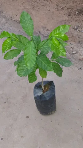 mudas de café