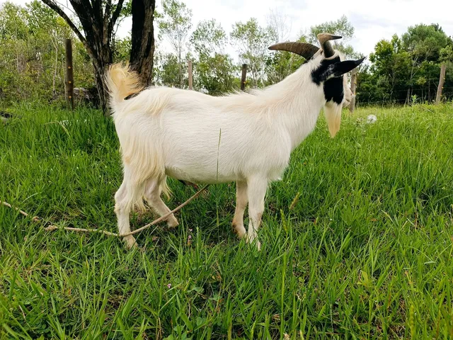 Mini bode 
