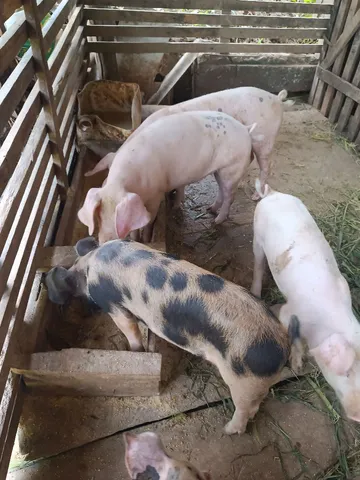 Vendo filhote de porco 