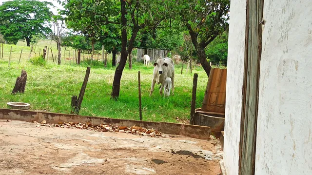 2 Vacas parida