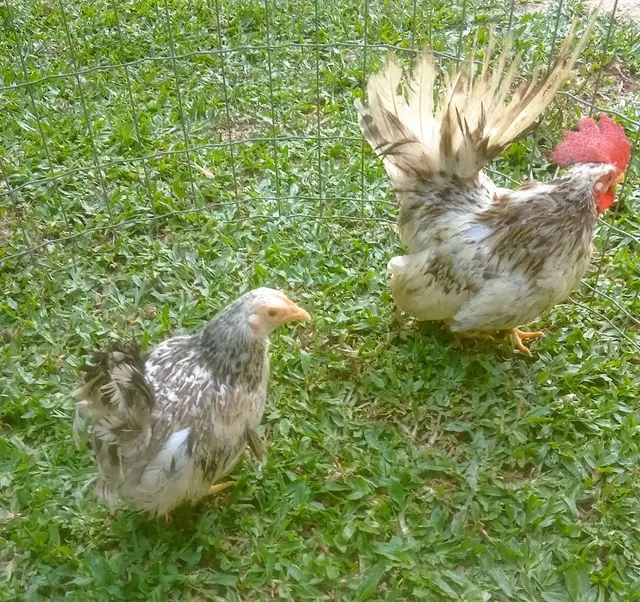 casal nagazaki