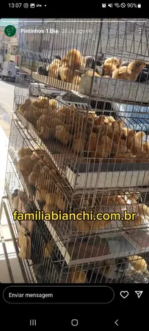 Pintinhos 
