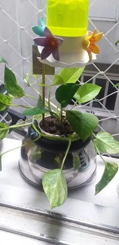 Planta