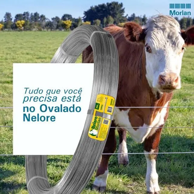 Arame liso nelore morlan na promoção 550 o rolo