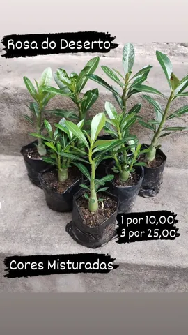 Rosa do Deserto (Promoção)
