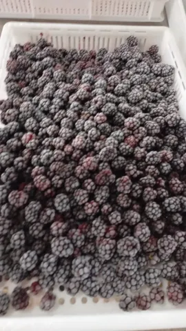 Amoras orgânicas congeladas
