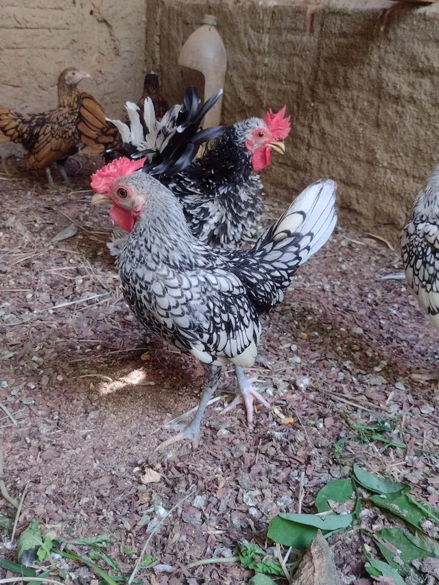 SEBRIGHT PRATA MACHO DISPONÍVEL 