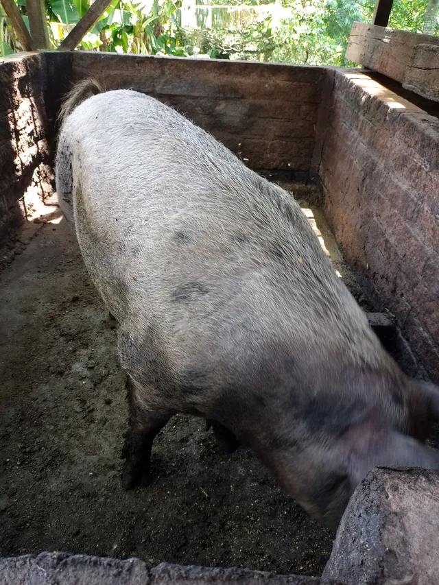 Porco gordo