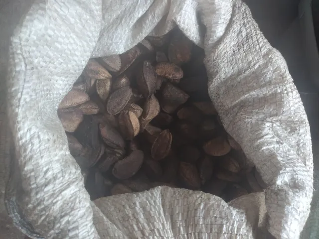 Castanha 