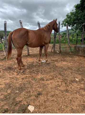 Égua quarto de milha 