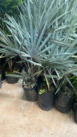 Palmeira Azul 1m