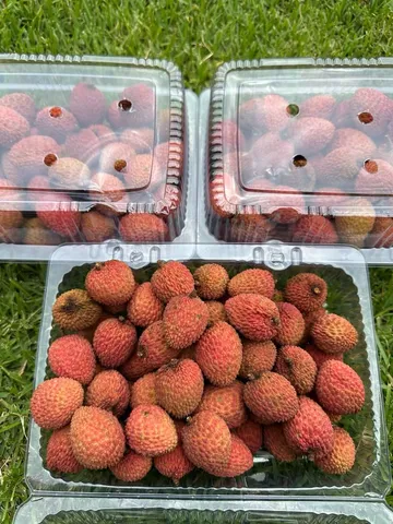 Lichia