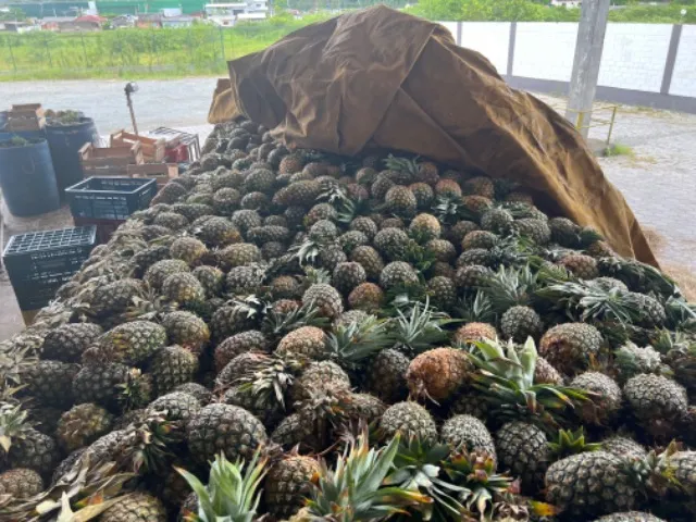 Abacaxi 