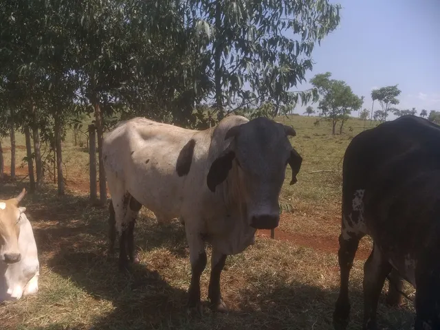 Vendo promoção 2500 final de ano boi jironda