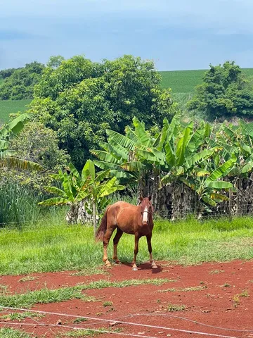 Mangalarga Marchador