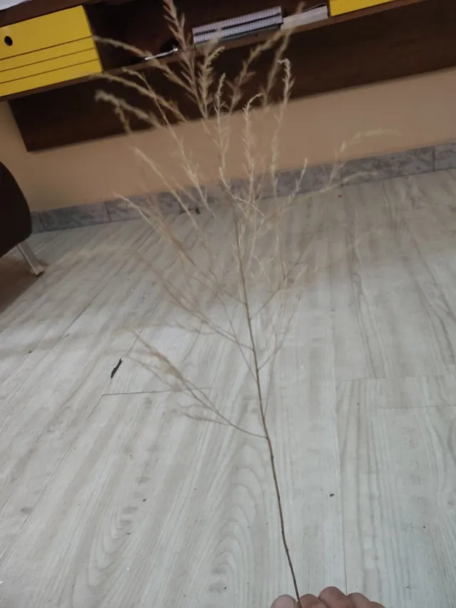 Planta decorativa 