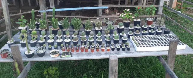 Cactos