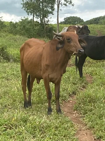 Lote com 60 cabeças OPORTUNIDADE 