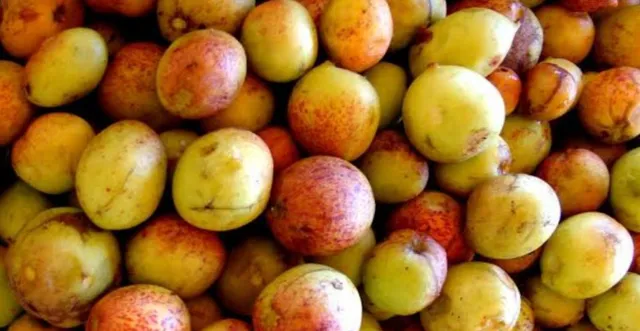 Mangaba 
