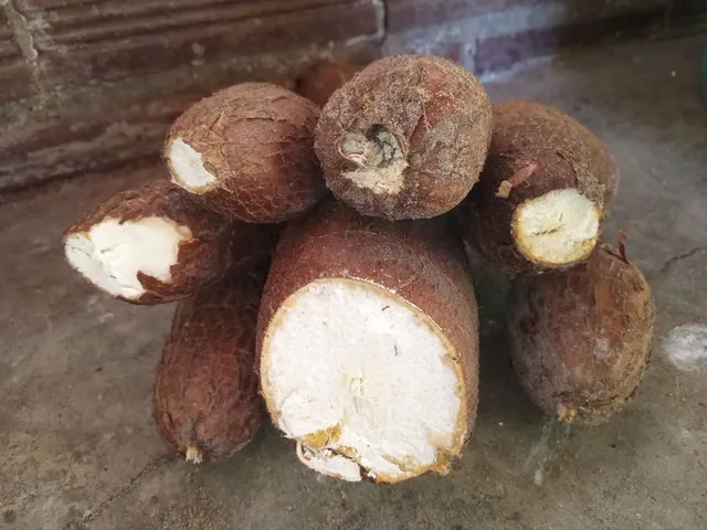 Vendo macaxeira de primeira , macaxeira em natura e também pré conzida 