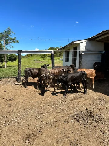 Bezerras Cruzamento Industrial Angus e Brangus 