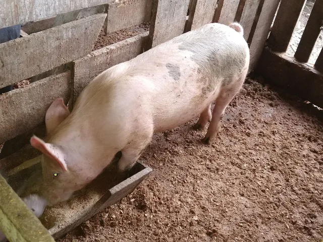 Leitoa a venda 