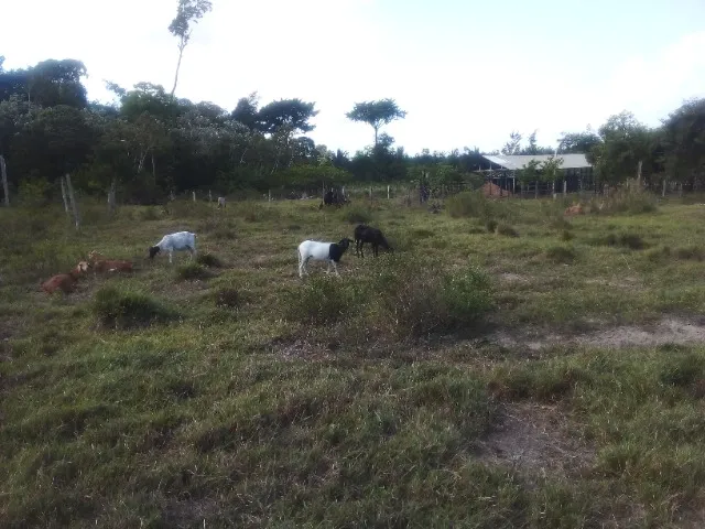 Comercio de ovino vivo
